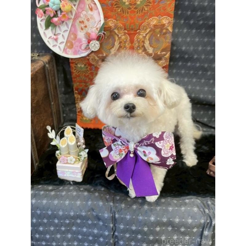 販売中の広島県のティーカッププードル-379592の5枚目