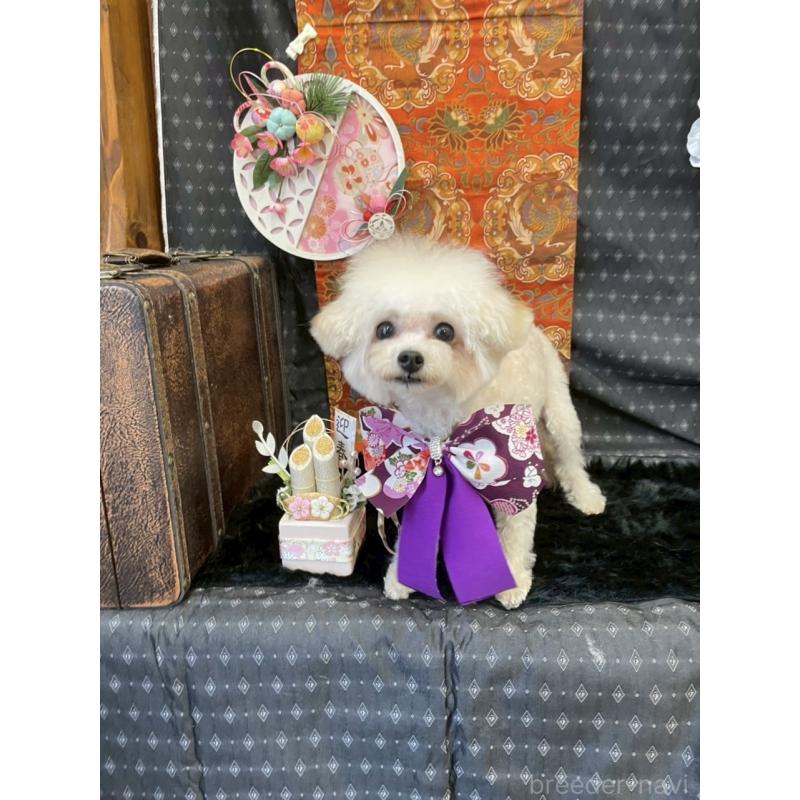 販売中の広島県のティーカッププードル-379592の4枚目