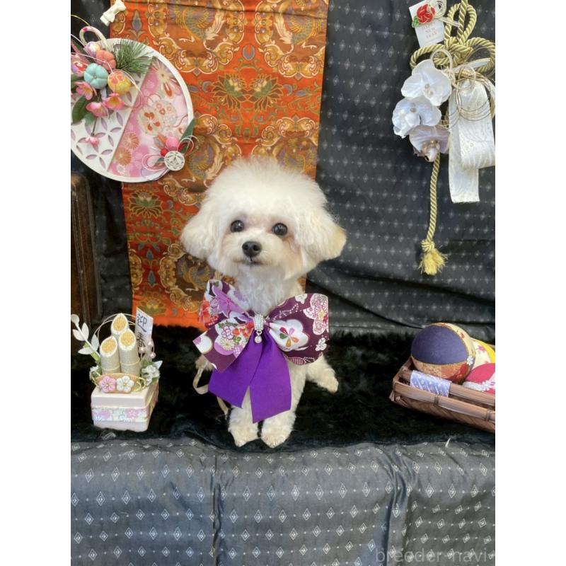 販売中の広島県のティーカッププードル-379592の3枚目