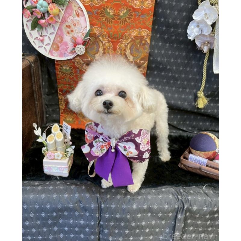 販売中の広島県のティーカッププードル-379592の2枚目