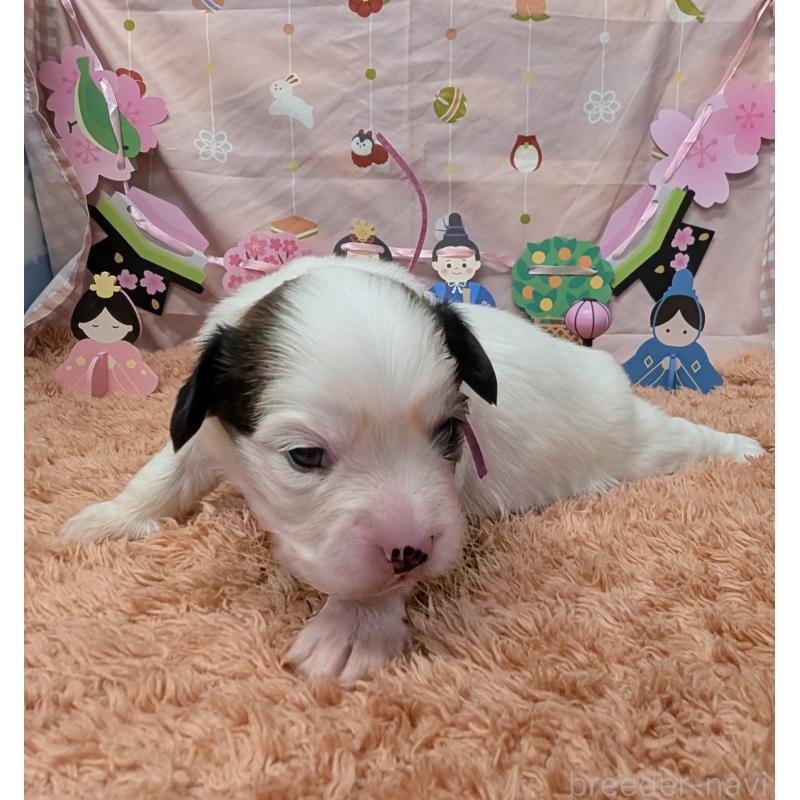 販売中の岐阜県のパピヨン-442430の5枚目