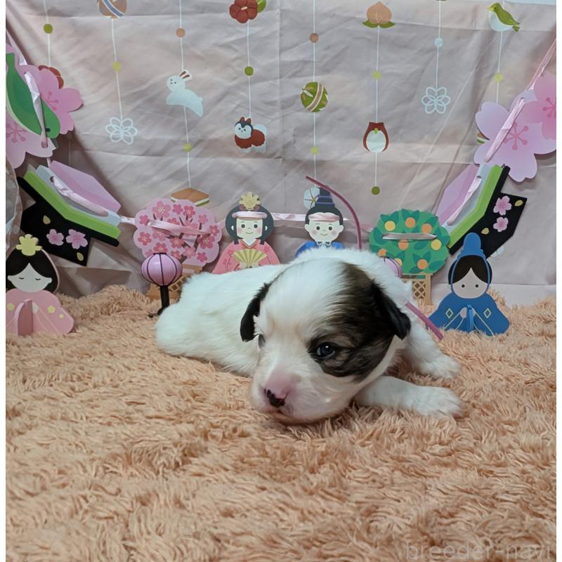 販売中の岐阜県のパピヨン-442430の4枚目