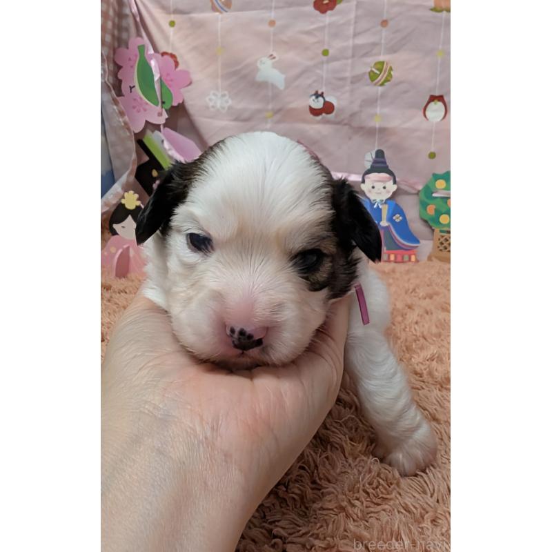 販売中の岐阜県のパピヨン-442430の3枚目