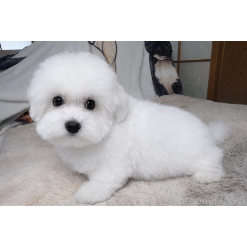 販売中の奈良県のビションフリーゼ-442429の2枚目