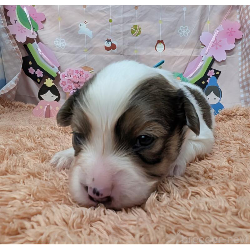 販売中の岐阜県のパピヨン-442431の5枚目