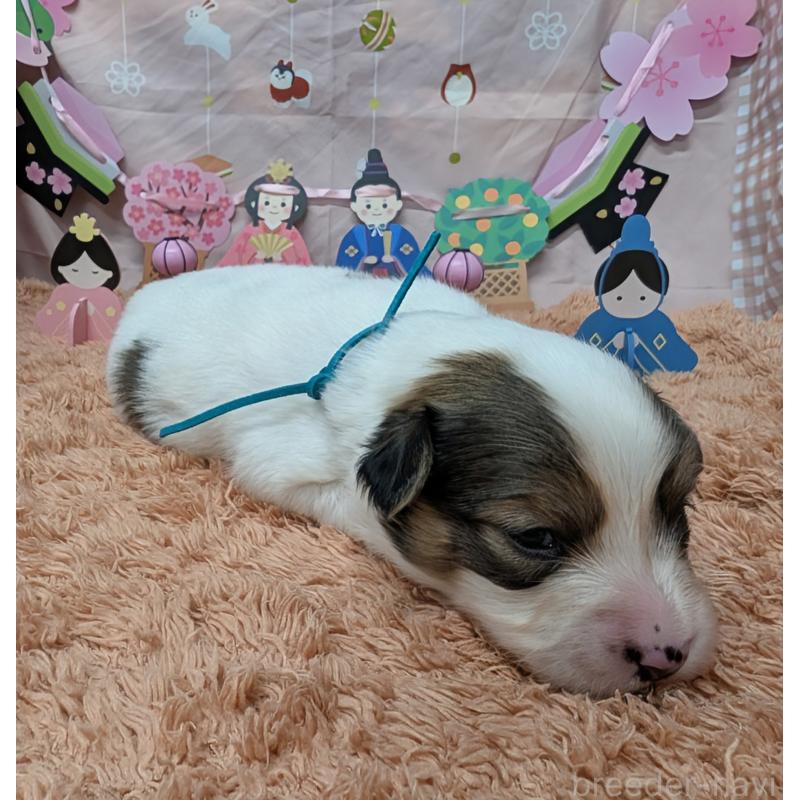 販売中の岐阜県のパピヨン-442431の4枚目