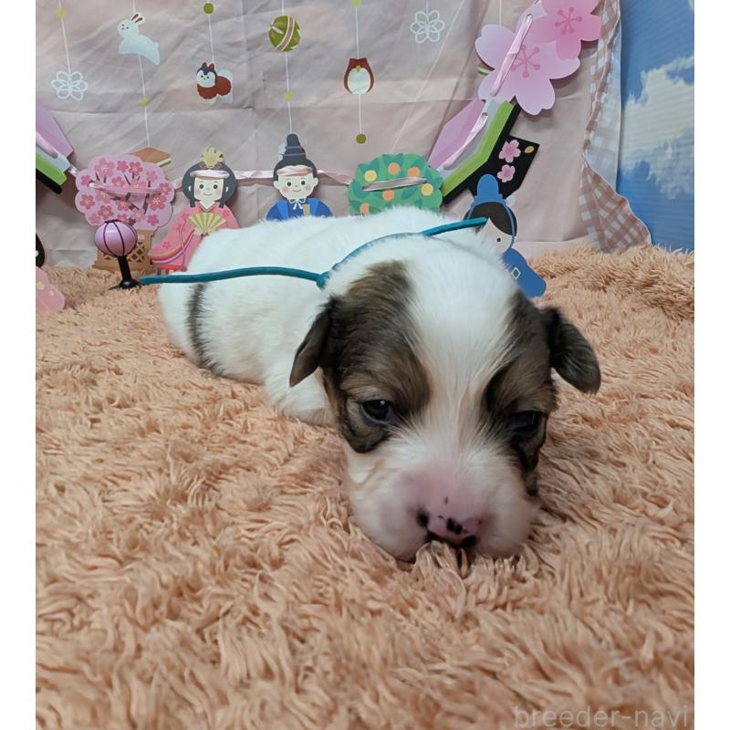 販売中の岐阜県のパピヨン-442431の3枚目