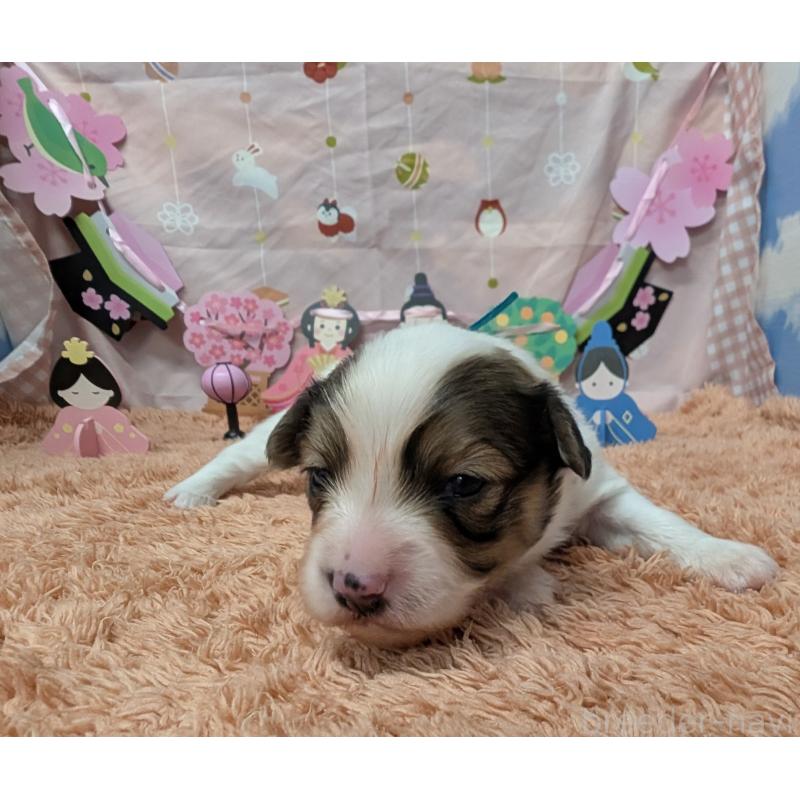 販売中の岐阜県のパピヨン-442431の2枚目