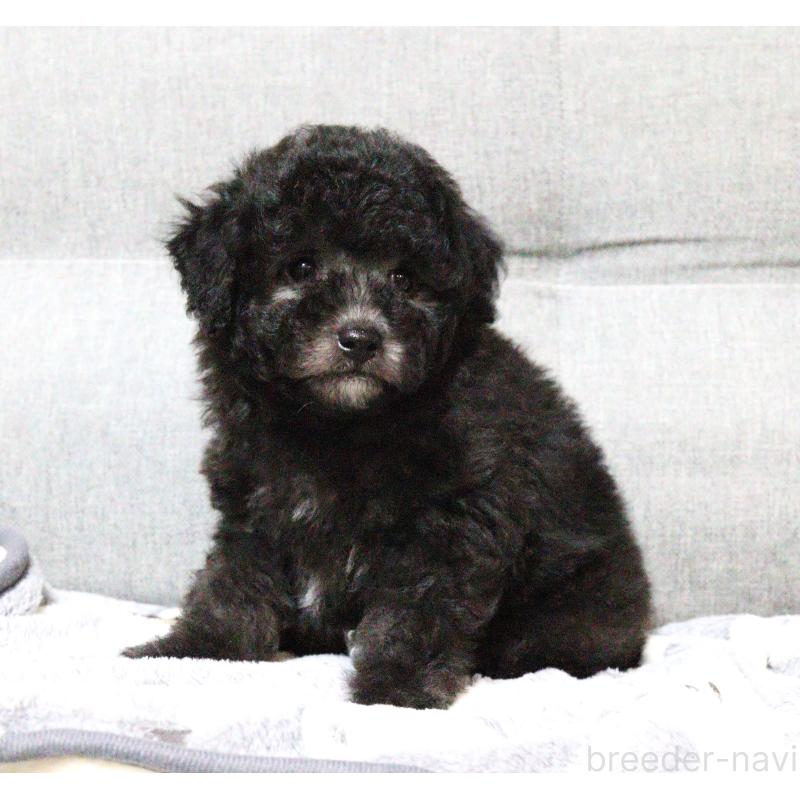 販売中の福岡県のトイプードル-442421の3枚目