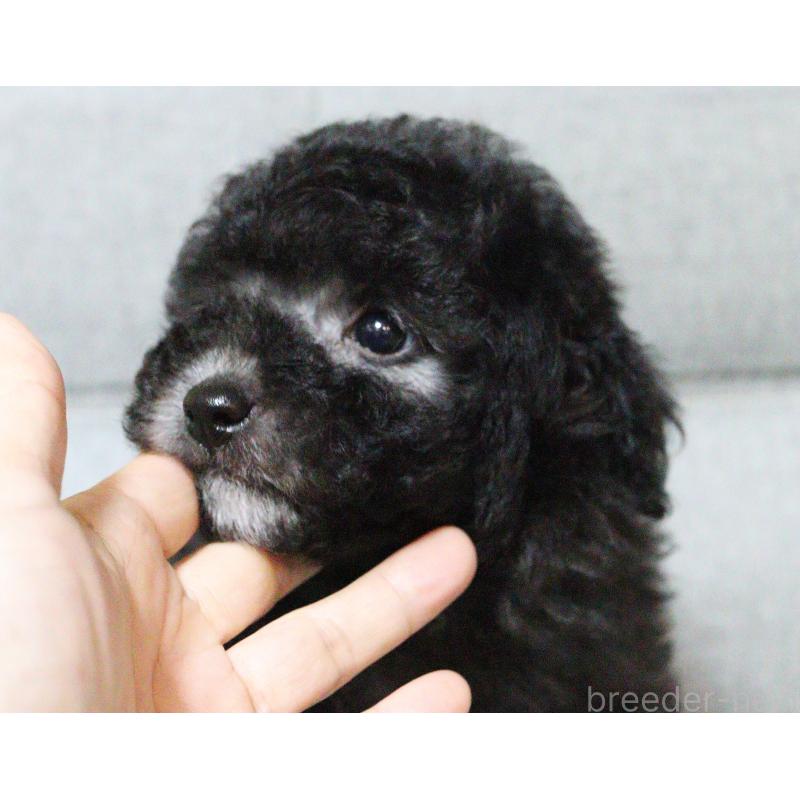 販売中の福岡県のトイプードル-442421の2枚目