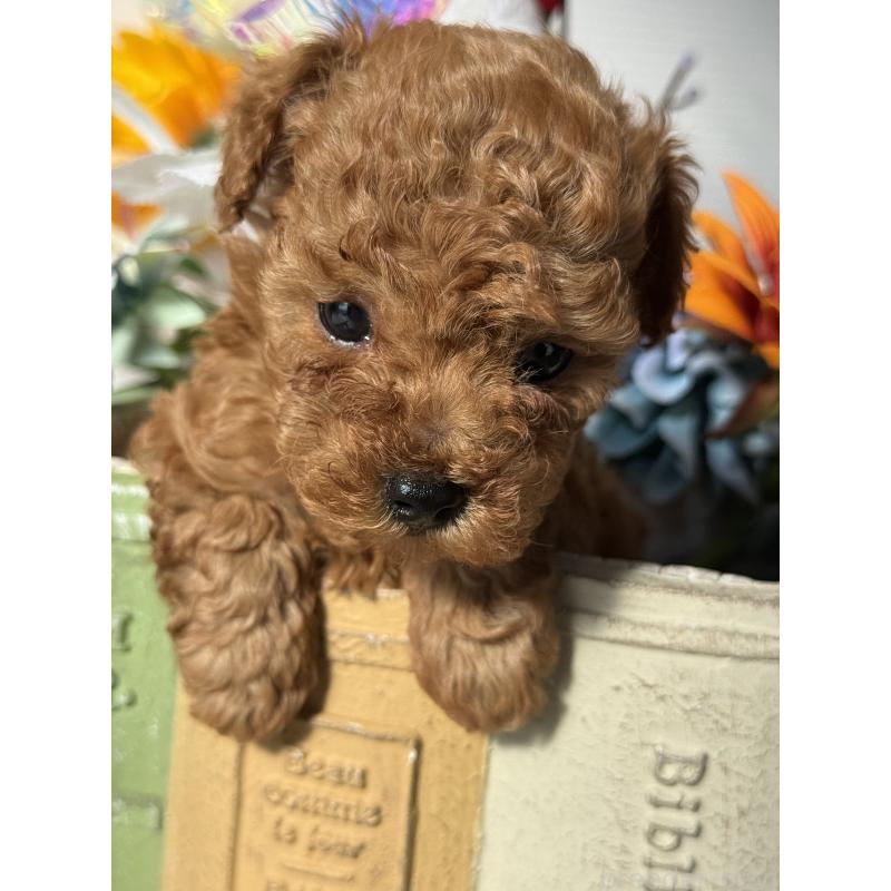 販売中の宮崎県のタイニープードル-442432の6枚目