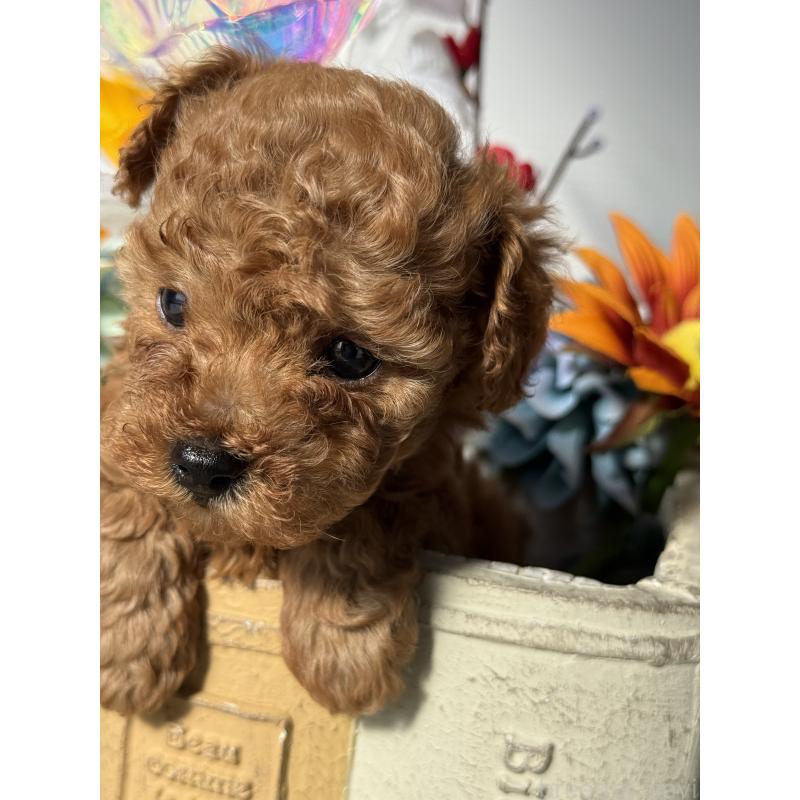 販売中の宮崎県のタイニープードル-442432の5枚目