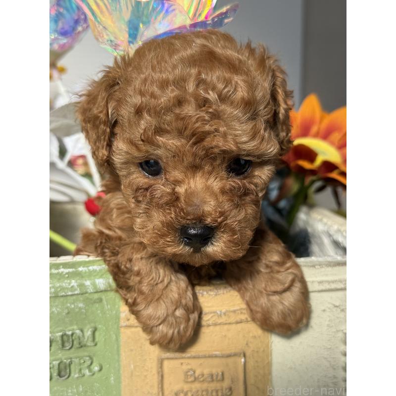 販売中の宮崎県のタイニープードル-442432の4枚目