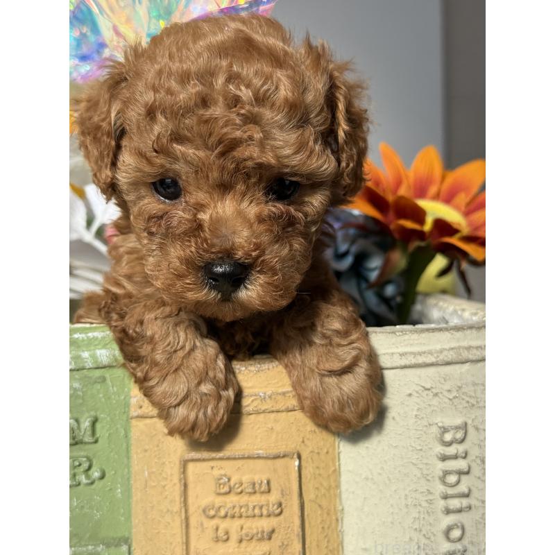 販売中の宮崎県のタイニープードル-442432の3枚目