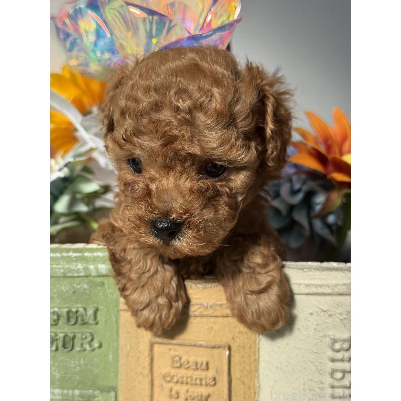 販売中の宮崎県のタイニープードル-442432の2枚目