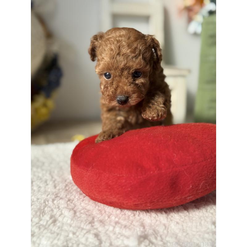 販売中の宮崎県のタイニープードル-440064の10枚目