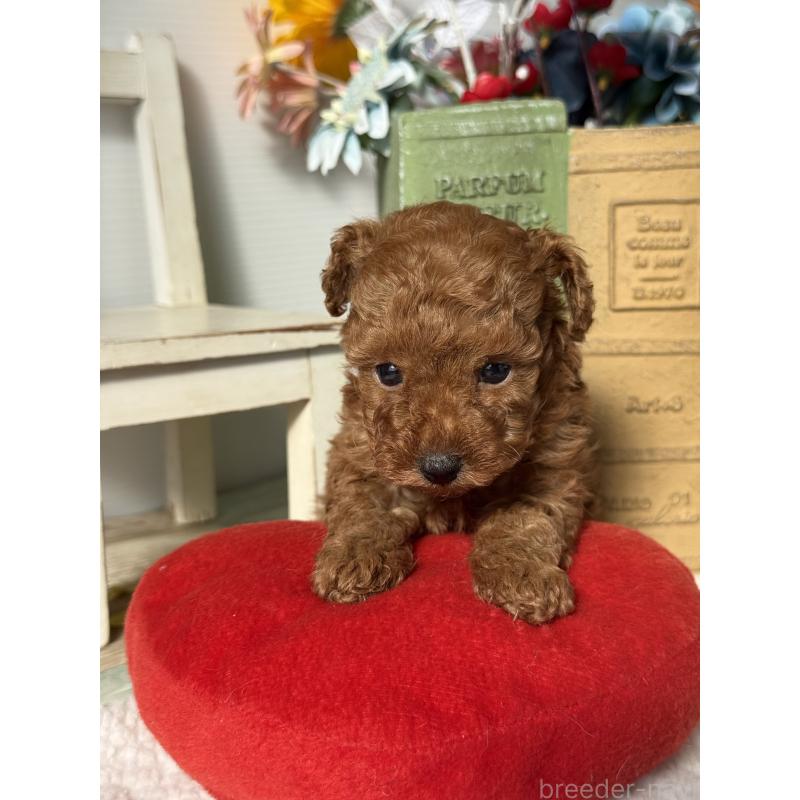 販売中の宮崎県のタイニープードル-440064の9枚目