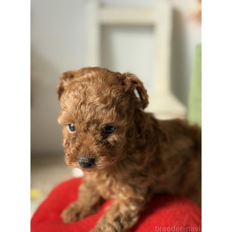 販売中の宮崎県のタイニープードル-440064の8枚目