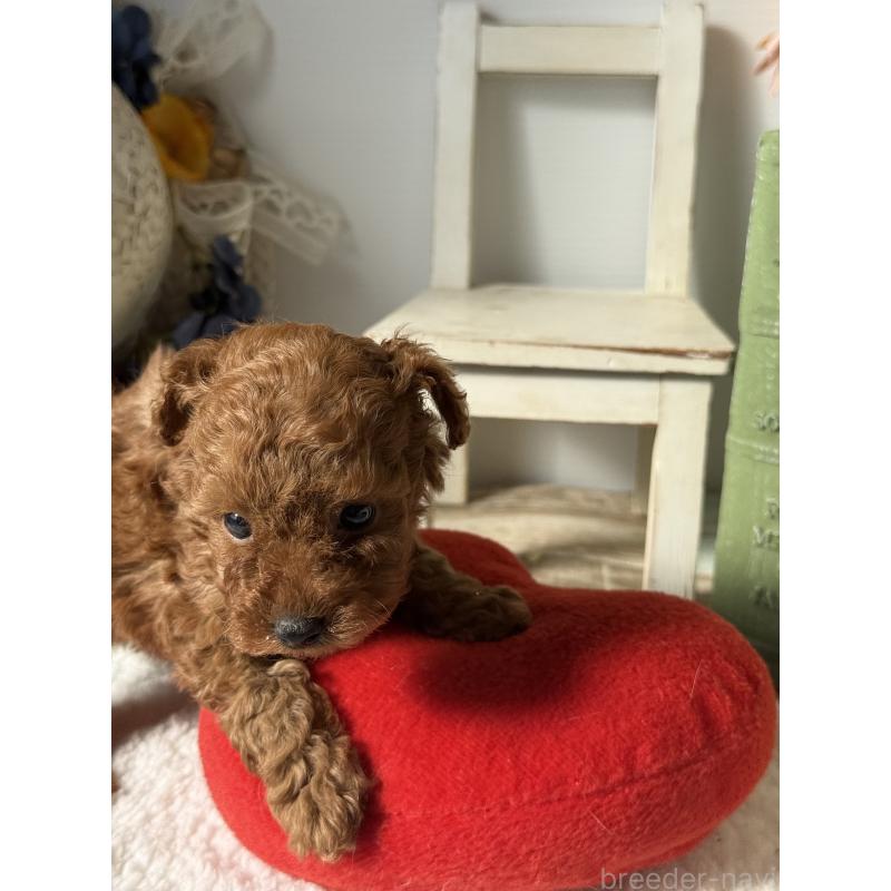 販売中の宮崎県のタイニープードル-440064の7枚目