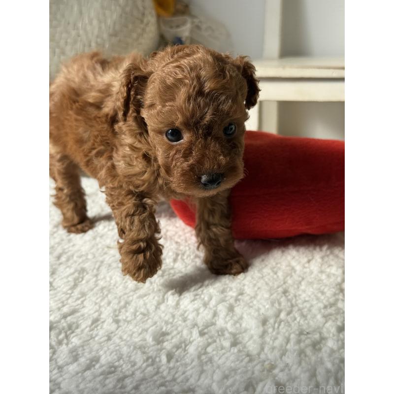 販売中の宮崎県のタイニープードル-440064の6枚目