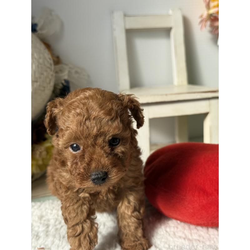 販売中の宮崎県のタイニープードル-440064の5枚目