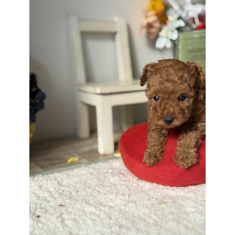 販売中の宮崎県のタイニープードル-440064の4枚目