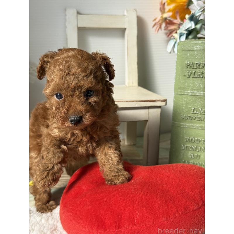 販売中の宮崎県のタイニープードル-440064の3枚目