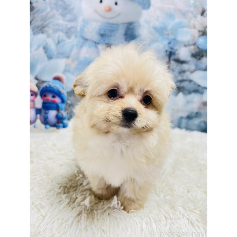 成約済の茨城県のポメプー:ポメラニアン×トイプードル-438301の3枚目