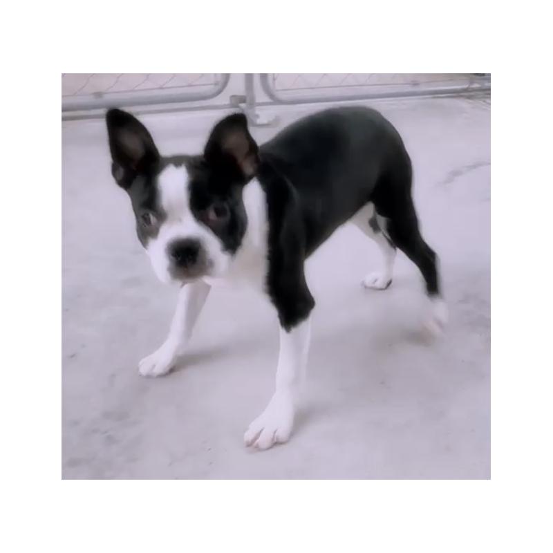 販売中の愛知県のボストンテリア-417487の2枚目