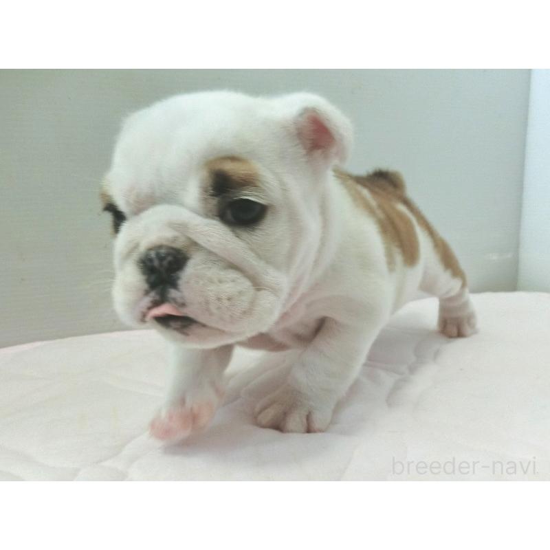 販売中の北海道のブルドッグ-442456の10枚目