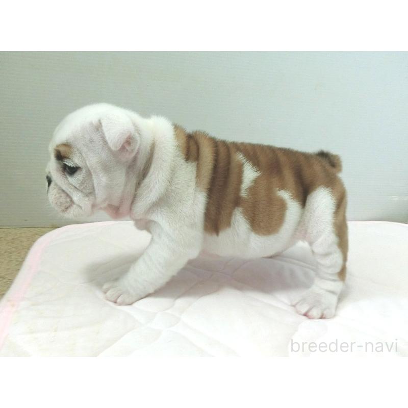 販売中の北海道のブルドッグ-442456の9枚目