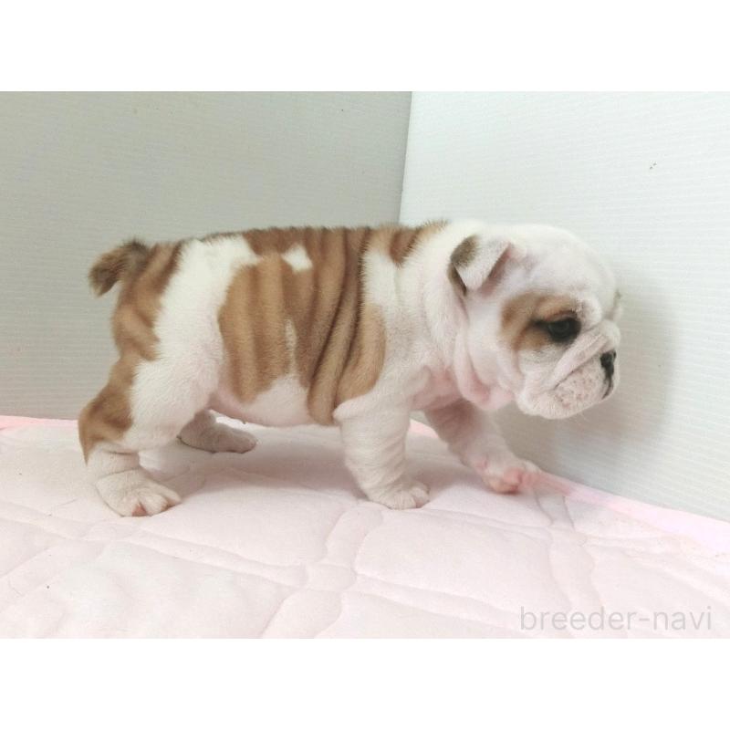 販売中の北海道のブルドッグ-442456の8枚目