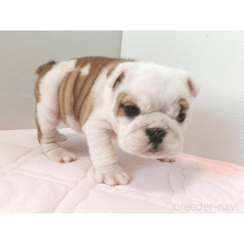 販売中の北海道のブルドッグ-442456の7枚目
