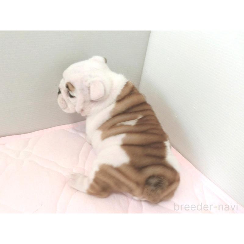 販売中の北海道のブルドッグ-442456の6枚目