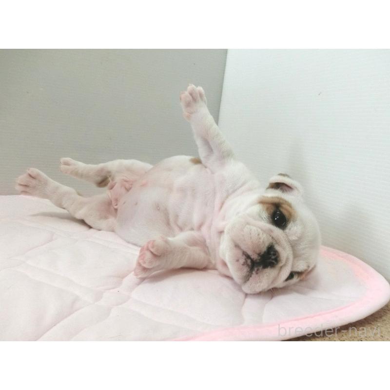 販売中の北海道のブルドッグ-442456の5枚目