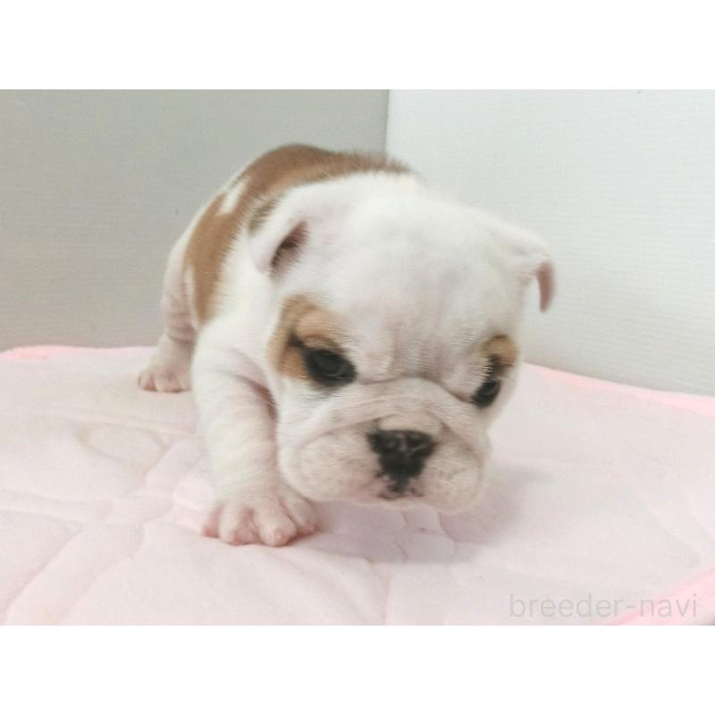 販売中の北海道のブルドッグ-442456の4枚目