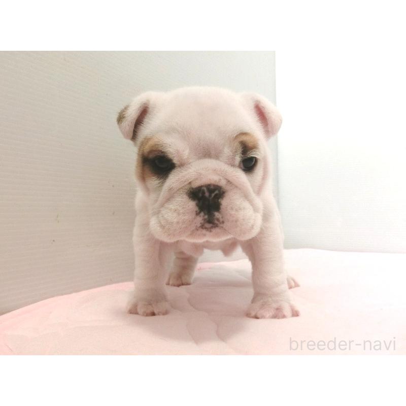 販売中の北海道のブルドッグ-442456の2枚目