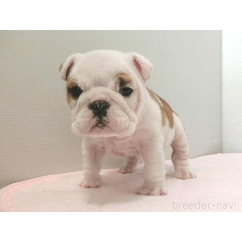 販売中の北海道のブルドッグ-442456の3枚目