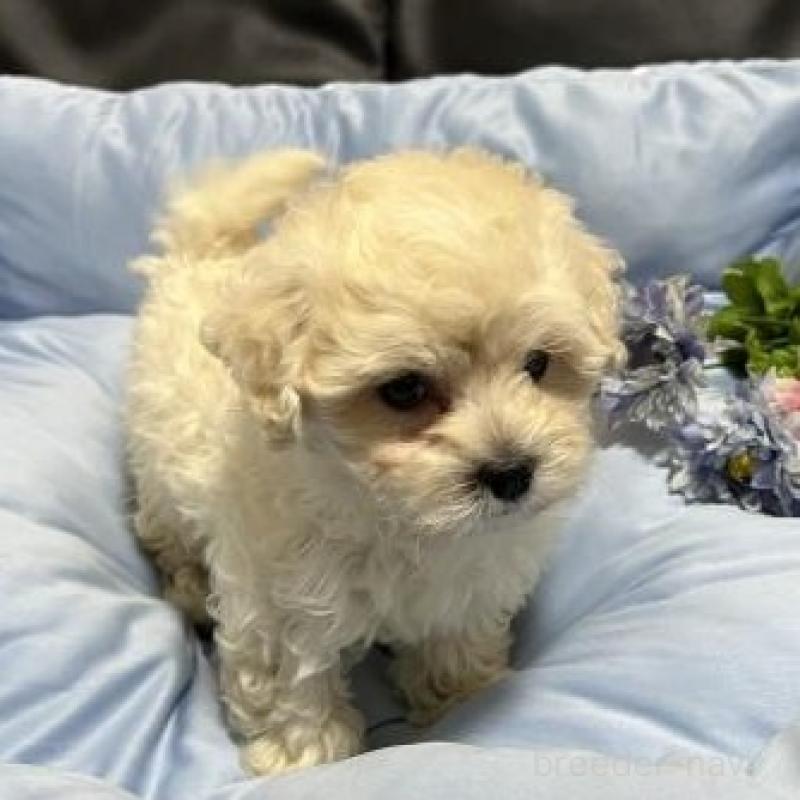 販売中の栃木県のミックス犬-435750の3枚目