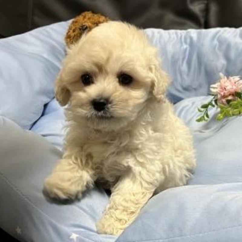 販売中の栃木県のミックス犬-435750の2枚目