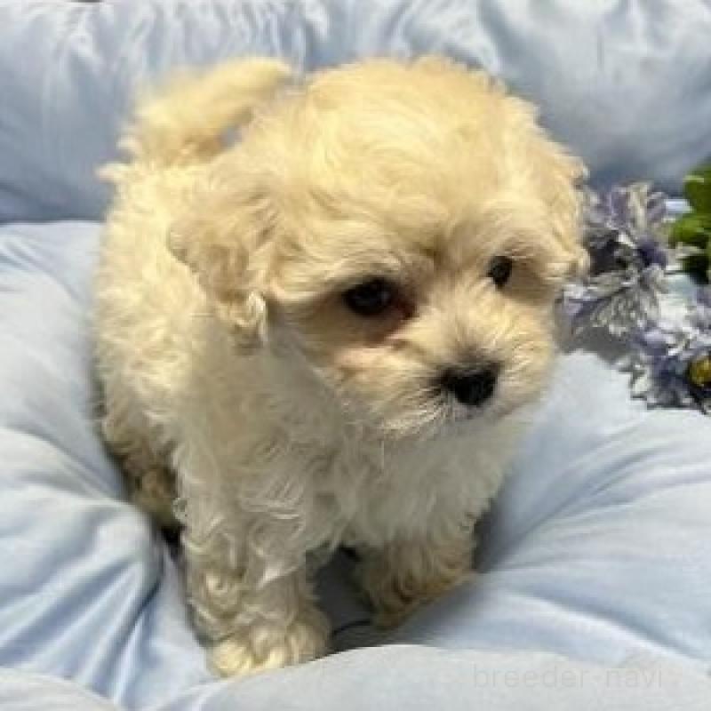 販売中の栃木県のミックス犬-435750