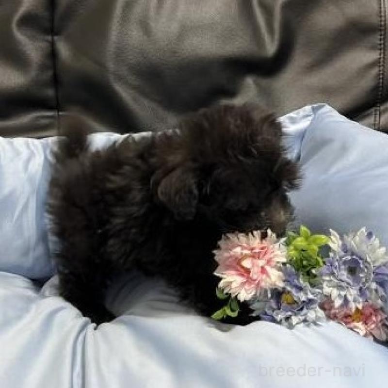 販売中の栃木県のミックス犬-433243の2枚目