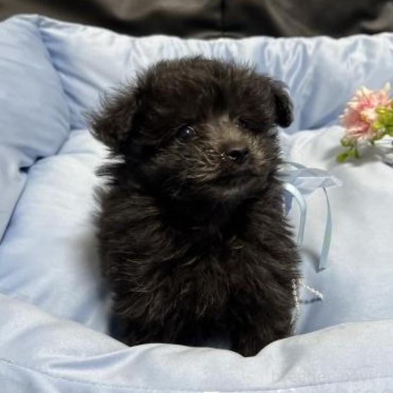 販売中の栃木県のミックス犬-433243の1枚目