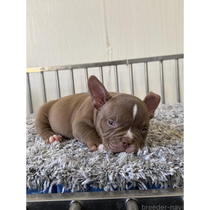 販売中の茨城県のエキゾチックブリー-438094の5枚目