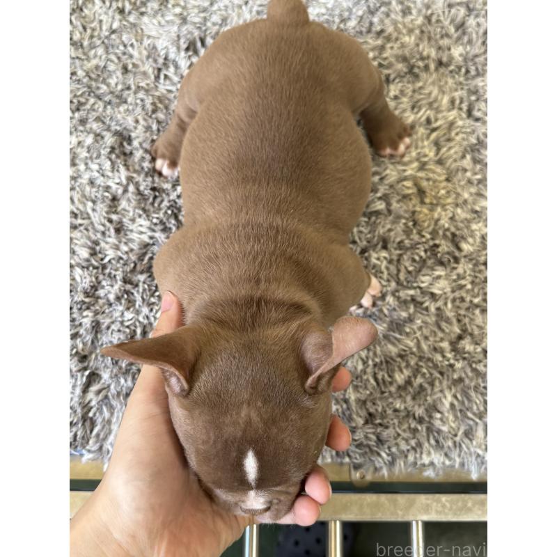 販売中の茨城県のエキゾチックブリー-438094の4枚目