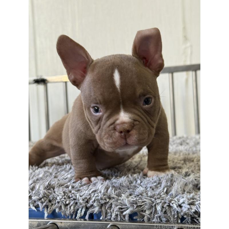 販売中の茨城県のエキゾチックブリー-438094の2枚目