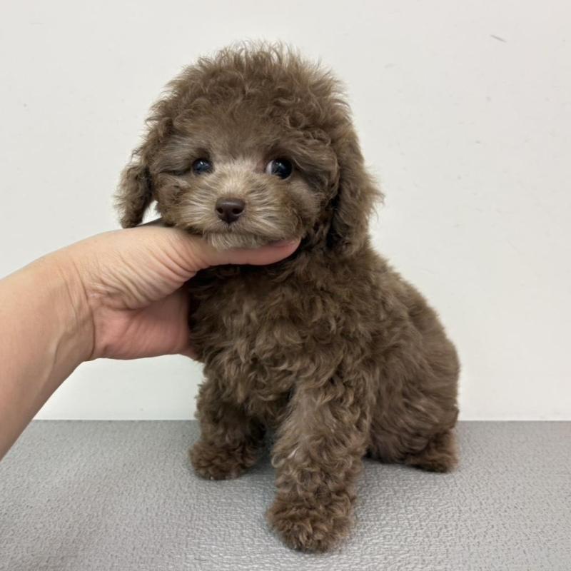 販売中の広島県のタイニープードル-442458の5枚目