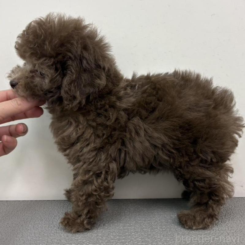 販売中の広島県のタイニープードル-442458の4枚目