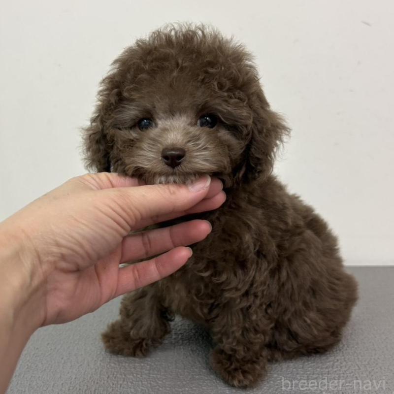 販売中の広島県のタイニープードル-442458の3枚目