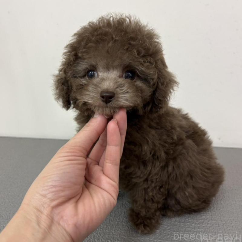 販売中の広島県のタイニープードル-442458の2枚目